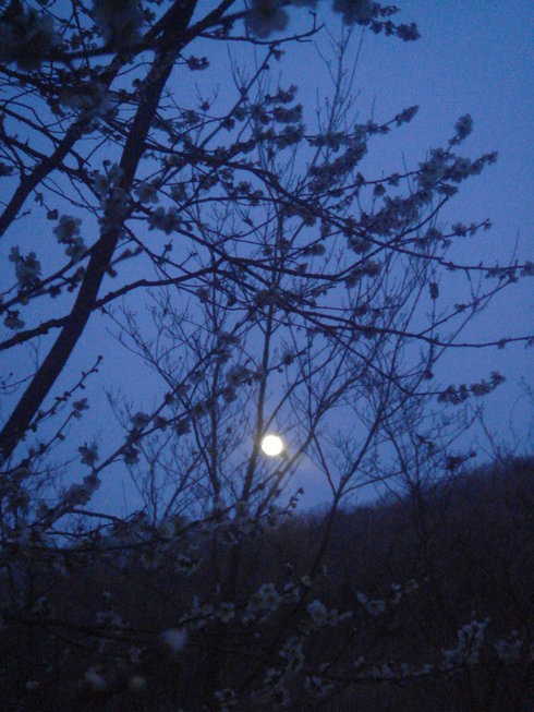 �{���Č����L