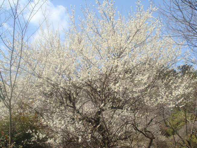 �{���Č����L