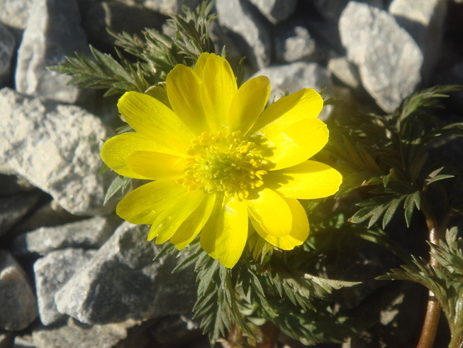 �{���Č����L