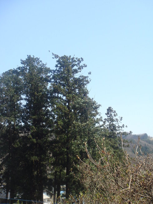 �{���Č����L