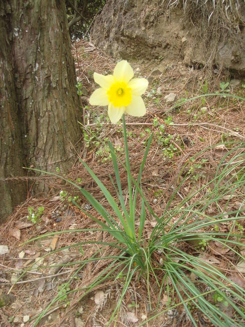 �{���Č����L