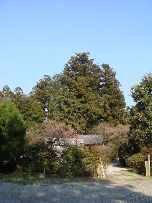 �{���Č����L