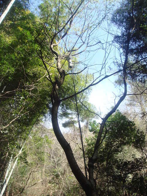 �{���Č����L