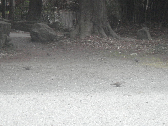 �{���Č����L