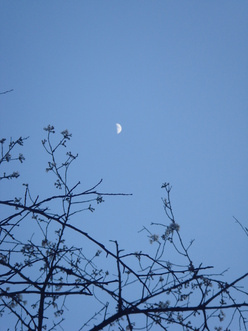 �{���Č����L