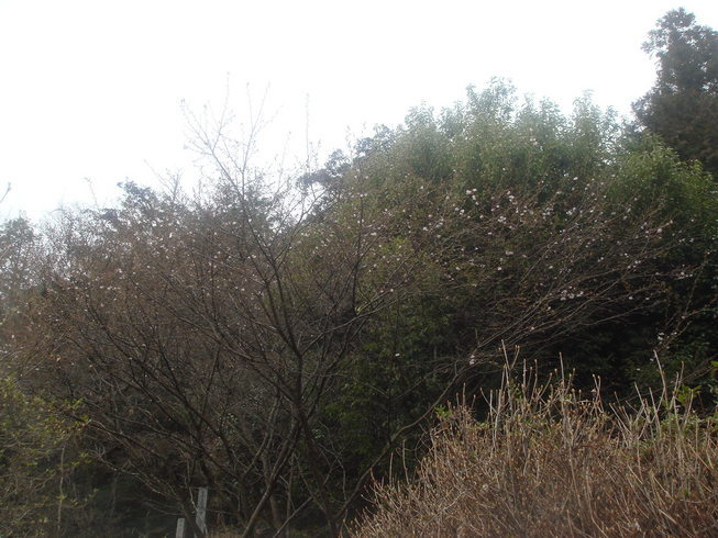 �{���Č����L