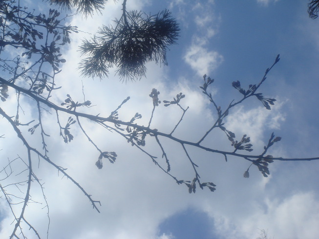 �{���Č����L