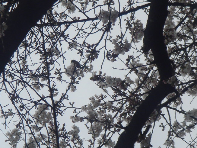 �{���Č����L