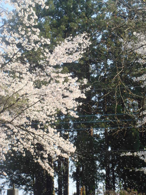 �{���Č����L