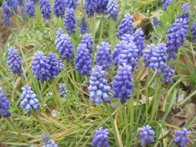 �{���Č����L