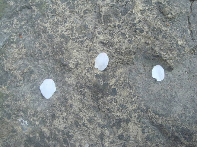 �{���Č����L