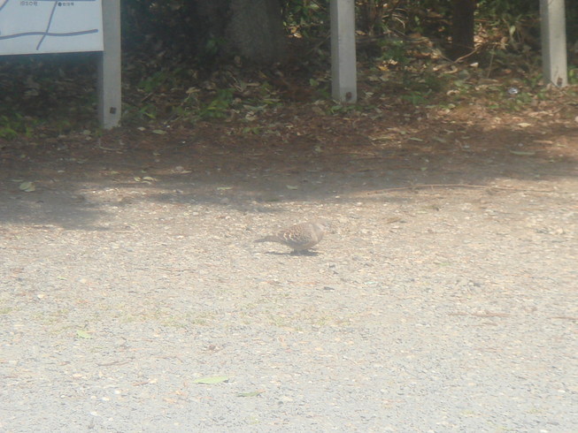 �{���Č����L