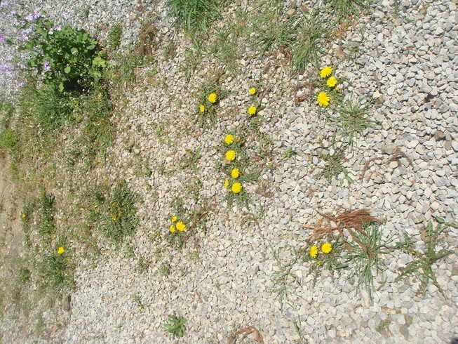 �{���Č����L