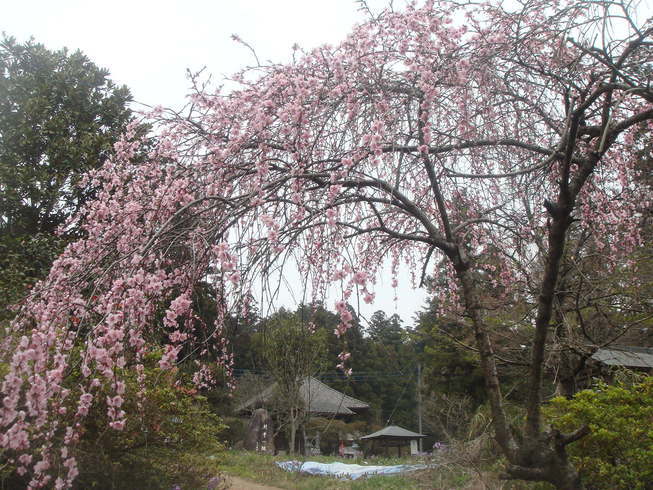 �{���Č����L