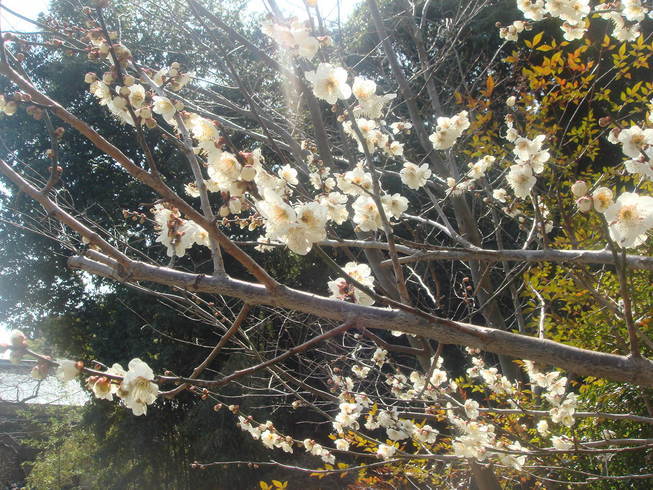 �{���Č����L