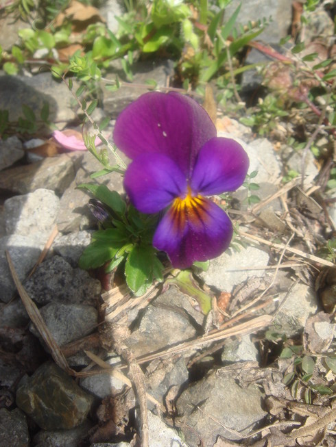 �{���Č����L