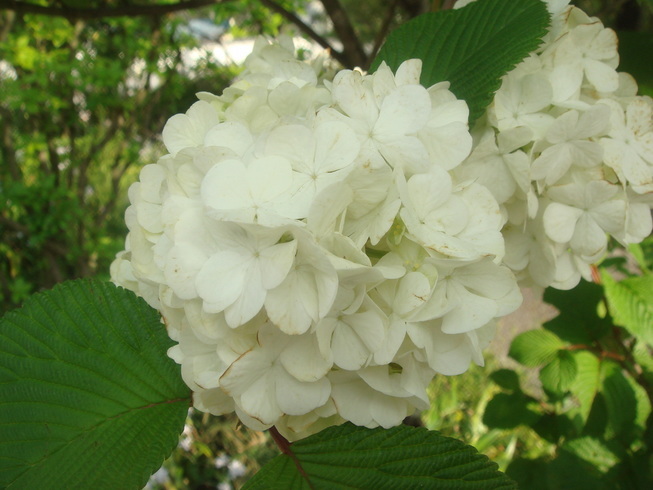 �{���Č����L