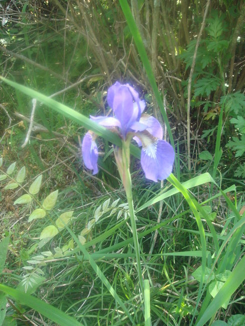 �{���Č����L