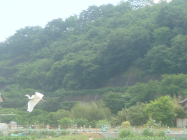 �{���Č����L