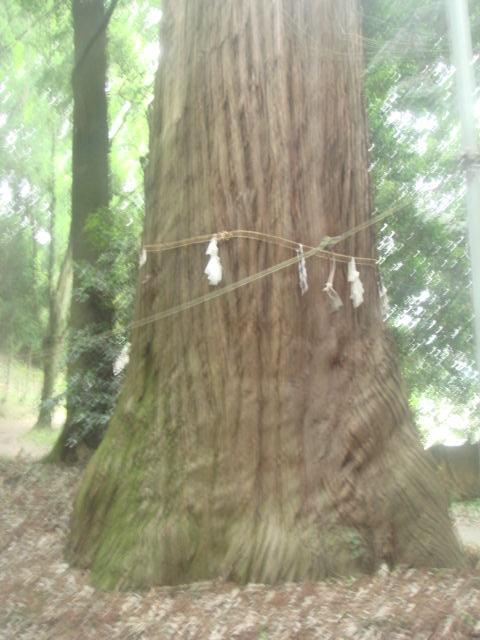 �{���Č����L