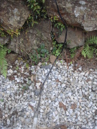 �{���Č����L