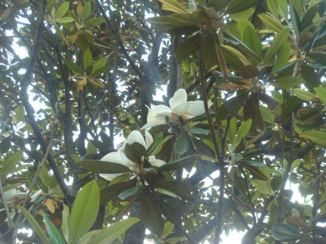 �{���Č����L