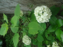 �{���Č����L