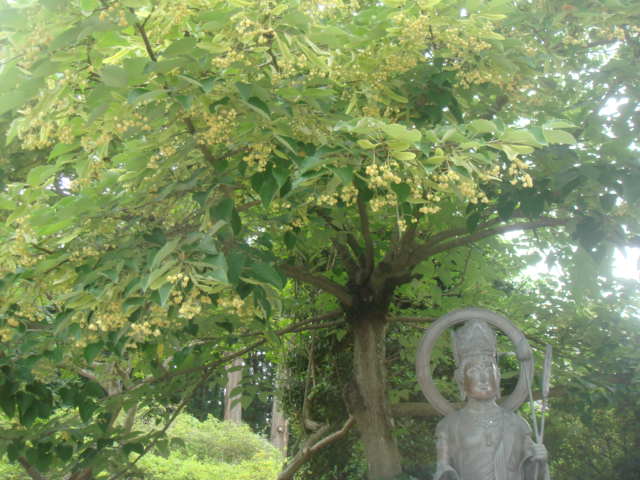 �{���Č����L