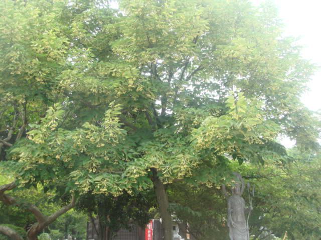 �{���Č����L