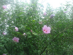 �{���Č����L