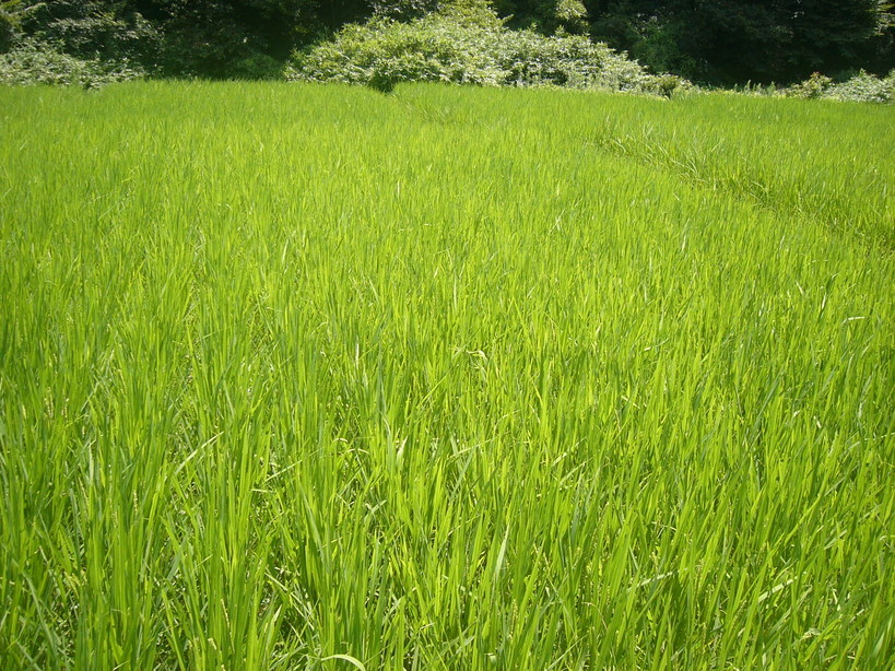 �{���Č����L