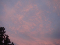 �{���Č����L