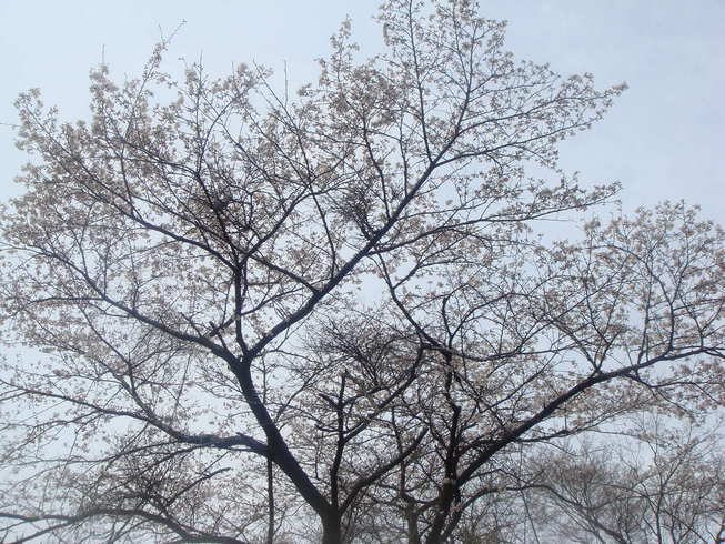 �{���Č����L