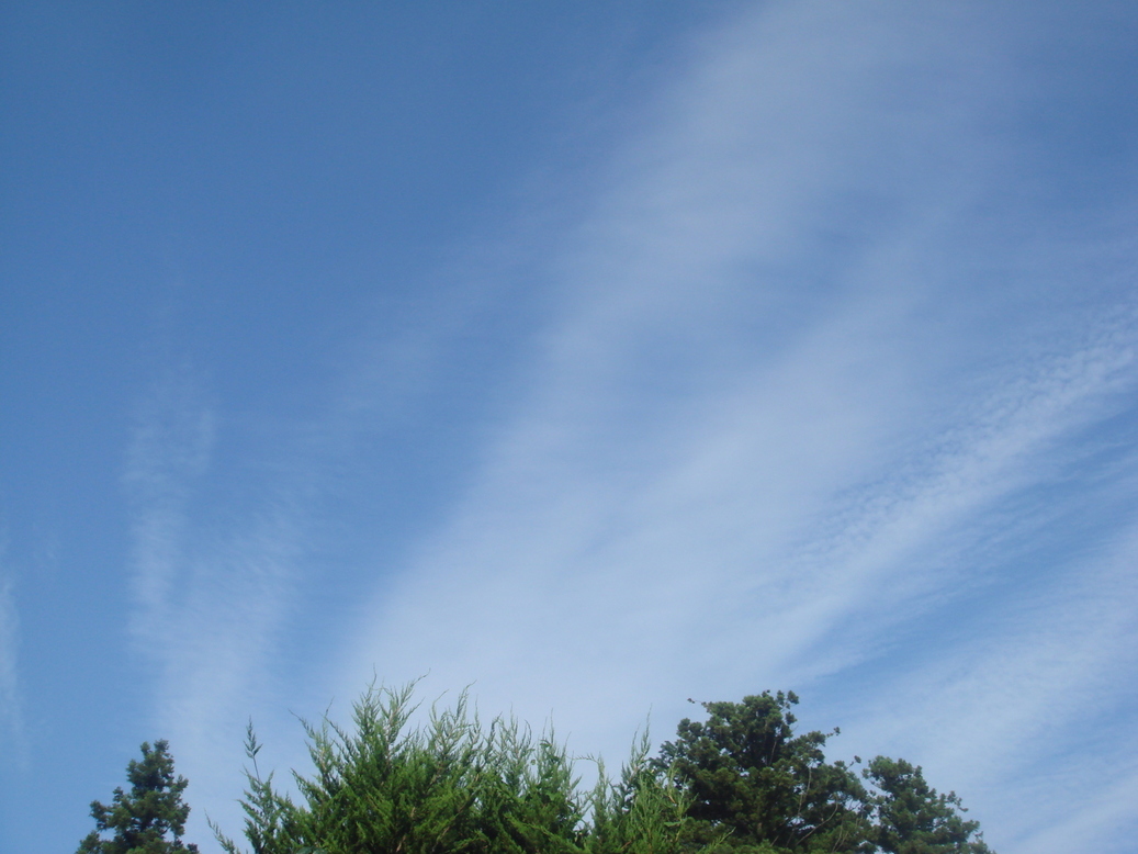 �{���Č����L