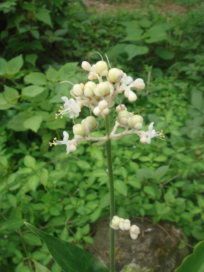 �{���Č����L