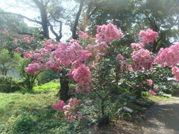 �{���Č����L