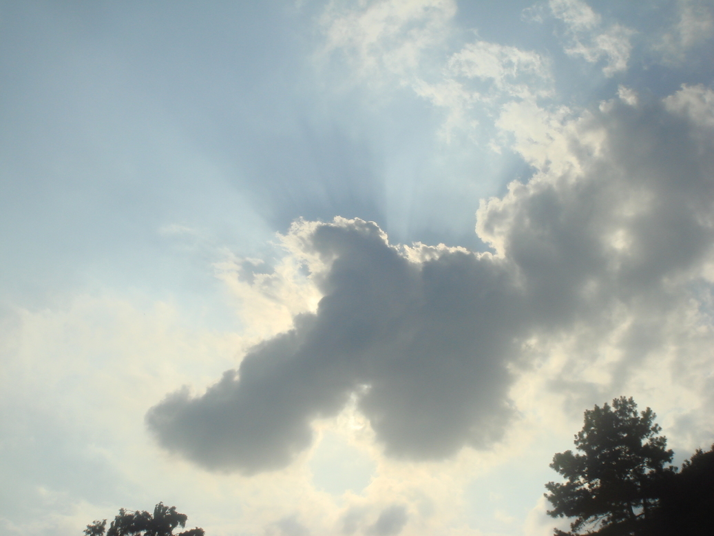 �{���Č����L