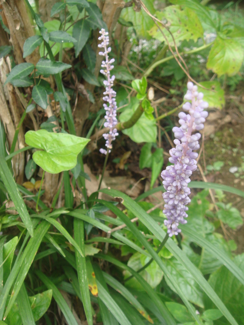 �{���Č����L