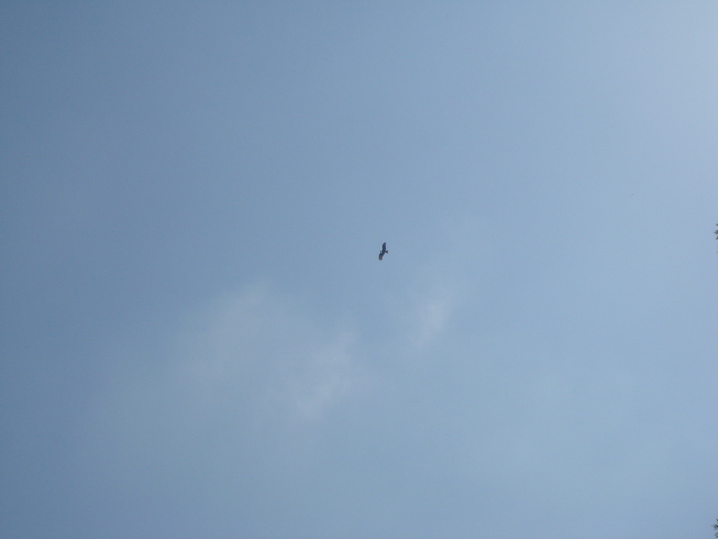 �{���Č����L