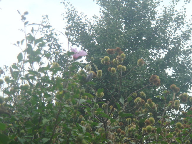 �{���Č����L