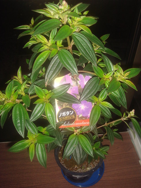 �{���Č����L