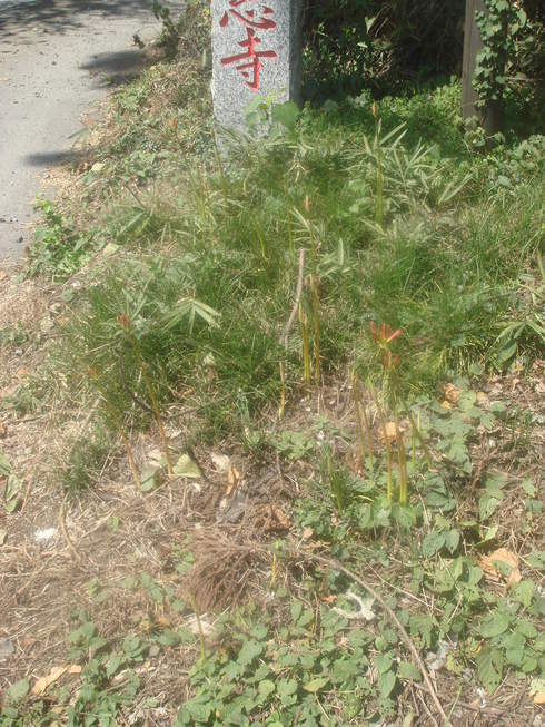 �{���Č����L