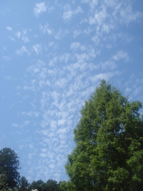 �{���Č����L