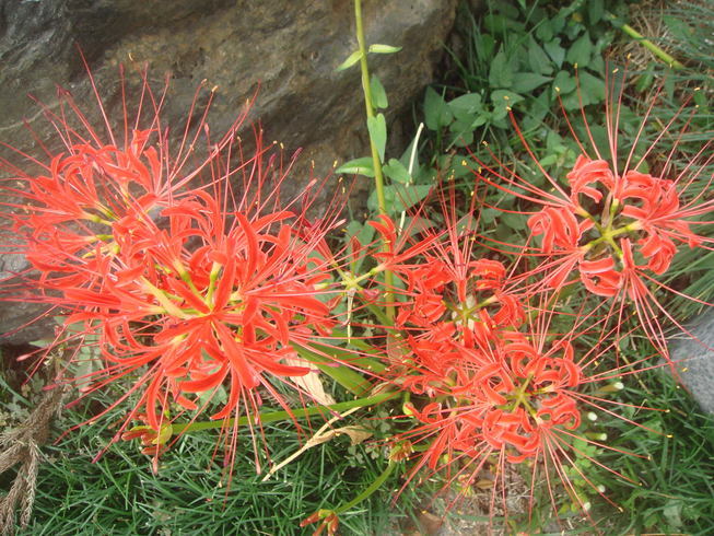 �{���Č����L