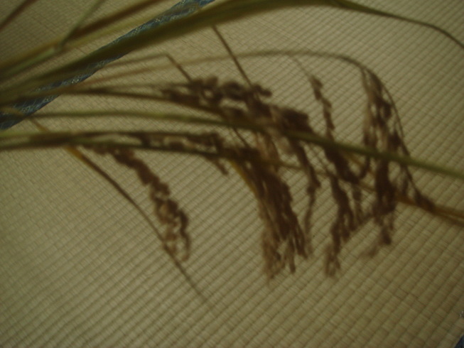 �{���Č����L