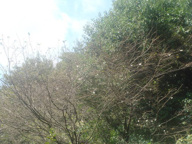 �{���Č����L