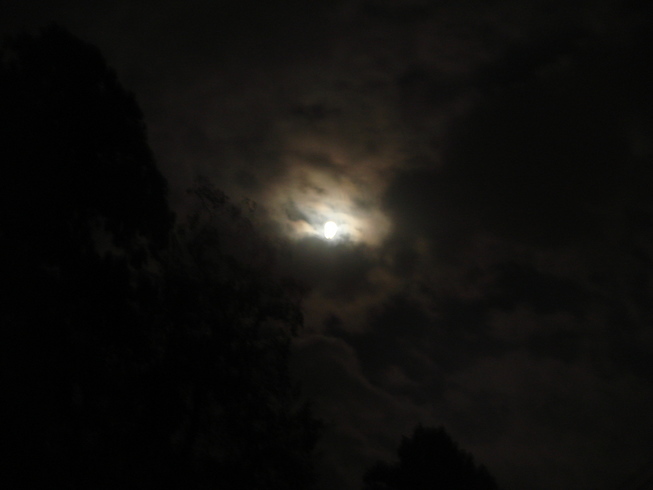 �{���Č����L