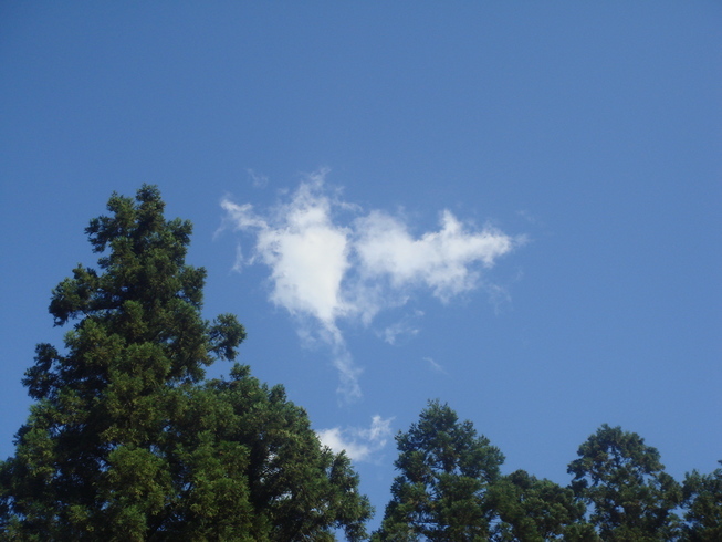 �{���Č����L