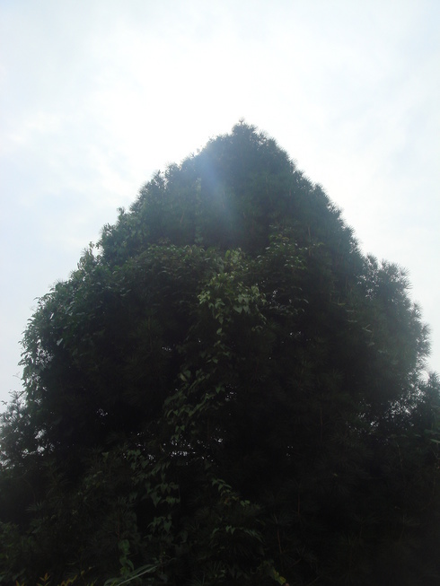 �{���Č����L