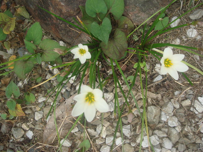 �{���Č����L